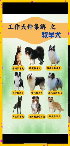 作为消费者“牧羊犬种类”你不能不知道-第2张图片 作为消费者“牧羊犬种类”你不能不知道-第2张图片