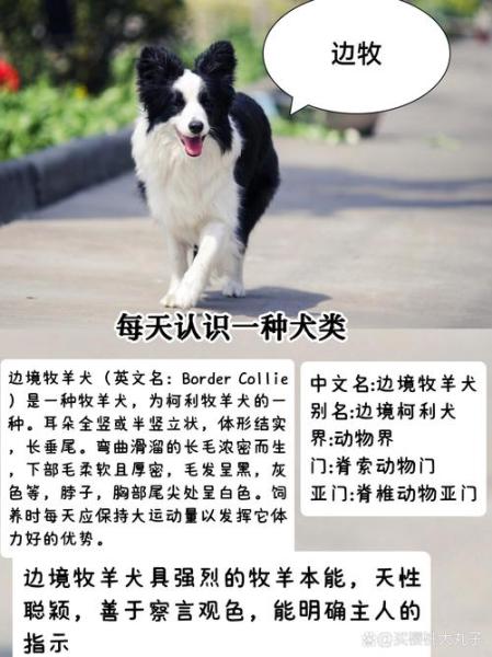 作为消费者“牧羊犬种类”你不能不知道-第3张图片 作为消费者“牧羊犬种类”你不能不知道-第3张图片