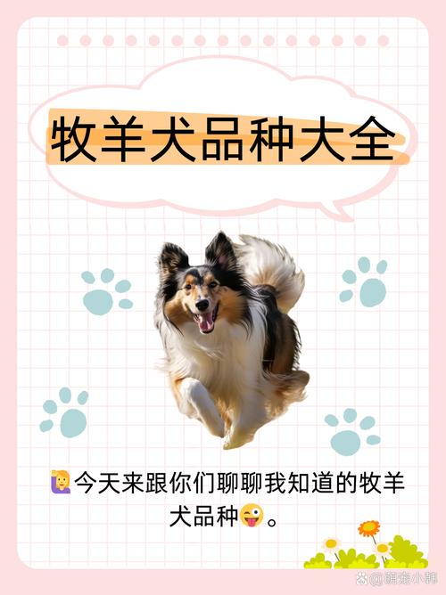 作为消费者“牧羊犬种类”你不能不知道-第8张图片 作为消费者“牧羊犬种类”你不能不知道-第8张图片