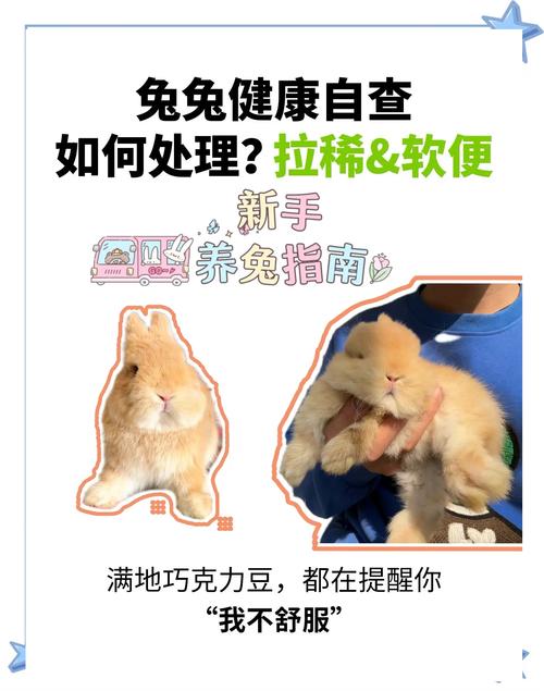 作为消费者“兔子拉稀怎么办”你不能不知道-第9张图片 作为消费者“兔子拉稀怎么办”你不能不知道-第9张图片