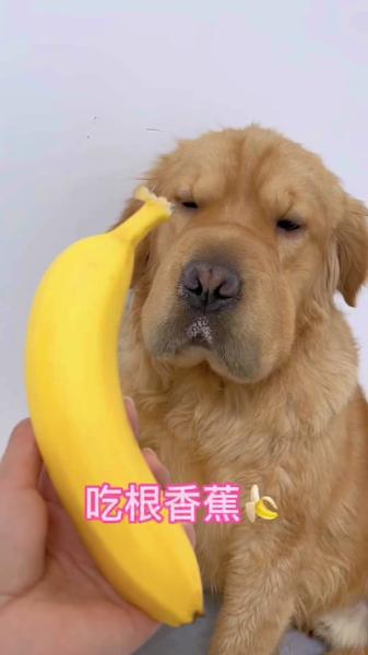 狗狗能吃香蕉皮吗,狗狗能吃香蕉皮吗有毒吗-第1张图片 狗狗能吃香蕉皮吗,狗狗能吃香蕉皮吗有毒吗-第1张图片