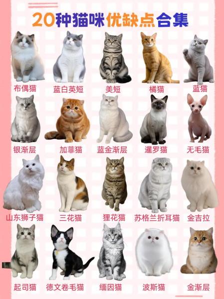 解析“猫有什么品种”你不知道的事