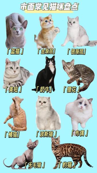 解析“猫有什么品种”你不知道的事-第3张图片 解析“猫有什么品种”你不知道的事-第3张图片