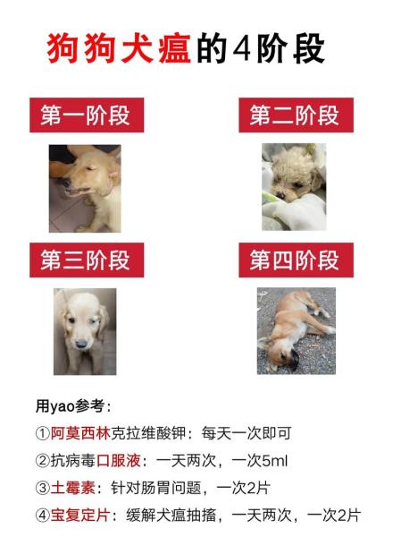 解析“犬瘟热病毒”你不知道的事-第3张图片 解析“犬瘟热病毒”你不知道的事-第3张图片