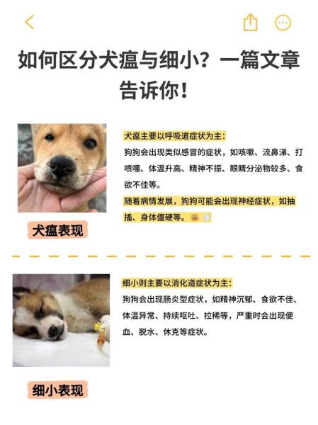 解析“犬瘟热病毒”你不知道的事-第8张图片 解析“犬瘟热病毒”你不知道的事-第8张图片