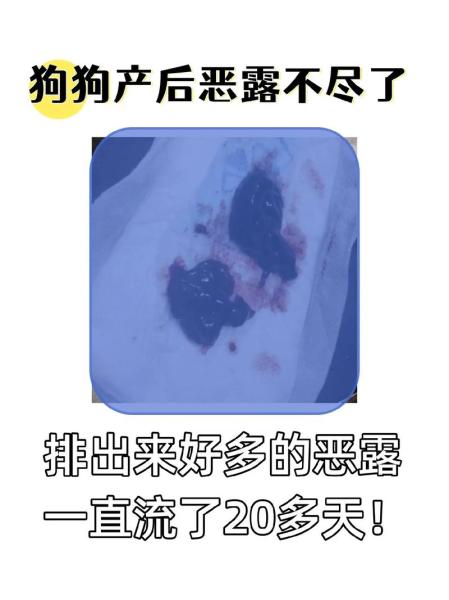 狗狗产后恶露多久干净-狗狗产后恶露排多久属于正常-第2张图片 狗狗产后恶露多久干净-狗狗产后恶露排多久属于正常-第2张图片