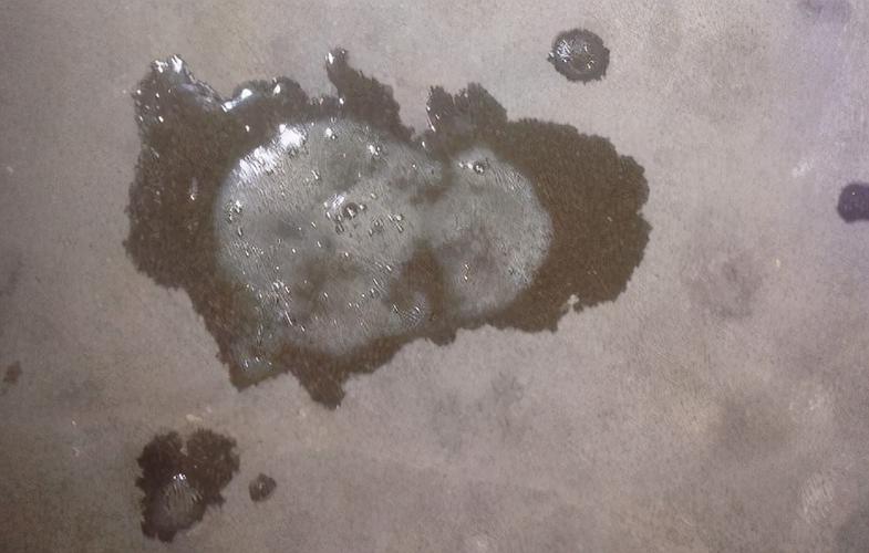 狗狗产后恶露多久干净-狗狗产后恶露排多久属于正常-第3张图片 狗狗产后恶露多久干净-狗狗产后恶露排多久属于正常-第3张图片