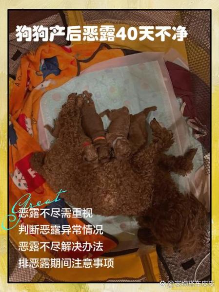 狗狗产后恶露多久干净-狗狗产后恶露排多久属于正常-第7张图片 狗狗产后恶露多久干净-狗狗产后恶露排多久属于正常-第7张图片
