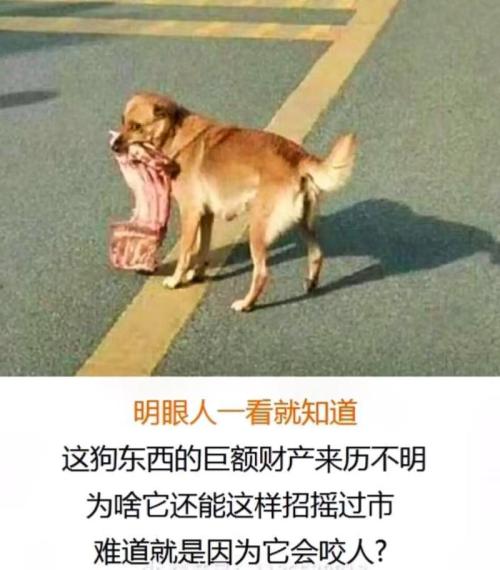狗东西是什么意思/狗东西是什么意思?-第1张图片 狗东西是什么意思/狗东西是什么意思?-第1张图片