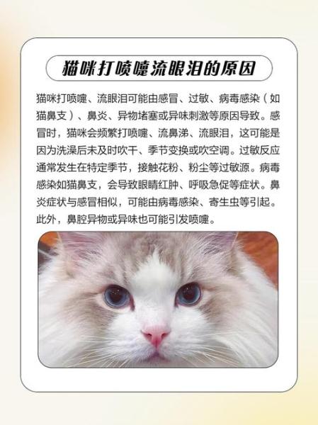 解析“猫咪流眼泪打喷嚏”你不知道的事-第5张图片 解析“猫咪流眼泪打喷嚏”你不知道的事-第5张图片