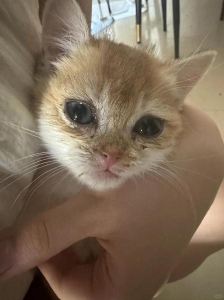 解析“猫咪流眼泪打喷嚏”你不知道的事-第6张图片 解析“猫咪流眼泪打喷嚏”你不知道的事-第6张图片