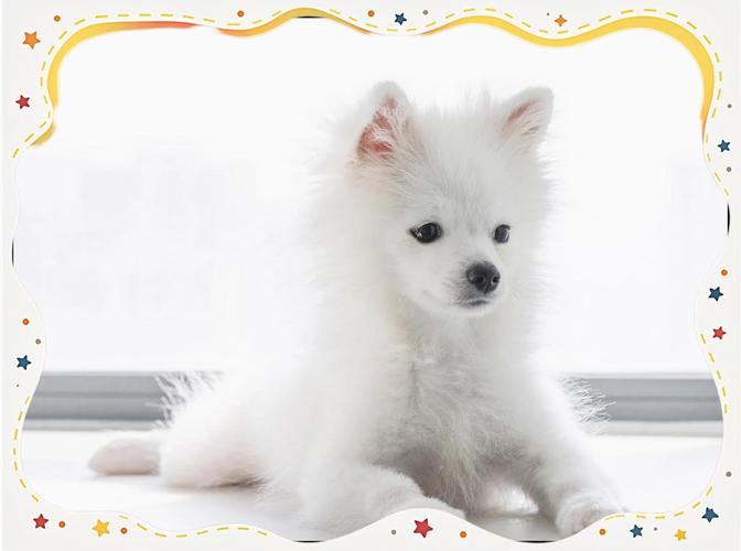 作为消费者“松鼠犬”你不能不知道-第2张图片 作为消费者“松鼠犬”你不能不知道-第2张图片