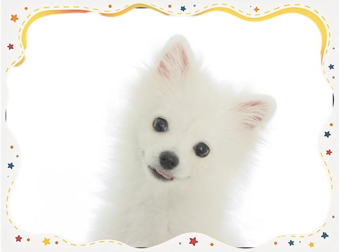 作为消费者“松鼠犬”你不能不知道-第5张图片 作为消费者“松鼠犬”你不能不知道-第5张图片