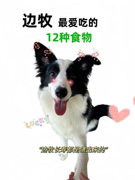 成年边牧吃什么食物比较好/成年边牧喂食标准-第2张图片 成年边牧吃什么食物比较好/成年边牧喂食标准-第2张图片