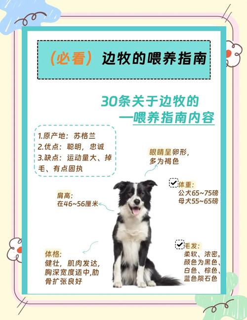 成年边牧吃什么食物比较好/成年边牧喂食标准-第3张图片 成年边牧吃什么食物比较好/成年边牧喂食标准-第3张图片