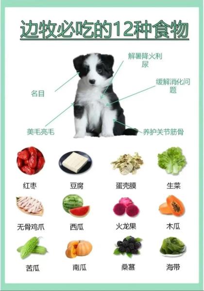 成年边牧吃什么食物比较好/成年边牧喂食标准-第6张图片 成年边牧吃什么食物比较好/成年边牧喂食标准-第6张图片
