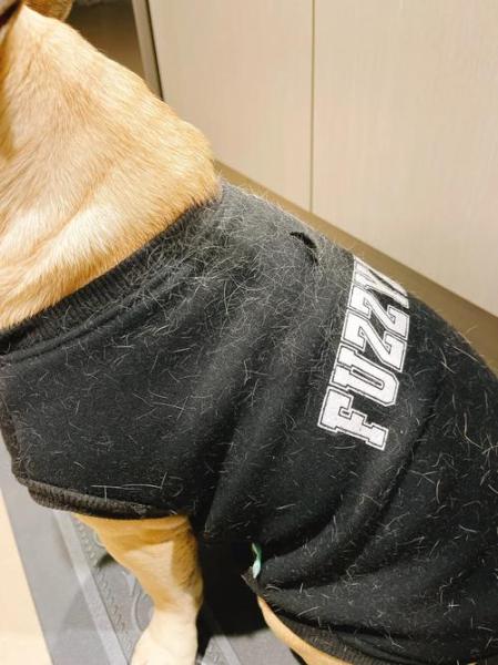 法牛犬掉毛厉害怎么回事/法牛爱掉毛怎么办?-第1张图片 法牛犬掉毛厉害怎么回事/法牛爱掉毛怎么办?-第1张图片