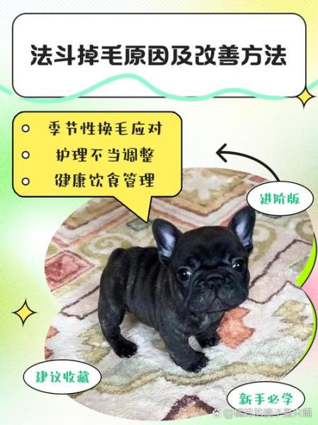 法牛犬掉毛厉害怎么回事/法牛爱掉毛怎么办?-第4张图片 法牛犬掉毛厉害怎么回事/法牛爱掉毛怎么办?-第4张图片