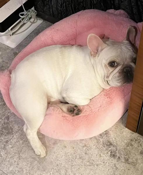法牛犬掉毛厉害怎么回事/法牛爱掉毛怎么办?-第6张图片 法牛犬掉毛厉害怎么回事/法牛爱掉毛怎么办?-第6张图片