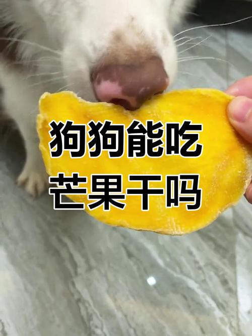 小狗能吃芒果吗/狗吃芒果中毒症状-第6张图片 小狗能吃芒果吗/狗吃芒果中毒症状-第6张图片