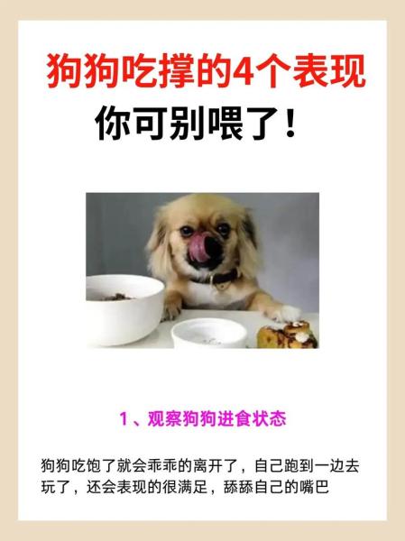 狗狗吃撑了症状，狗狗吃撑了症状老喝水