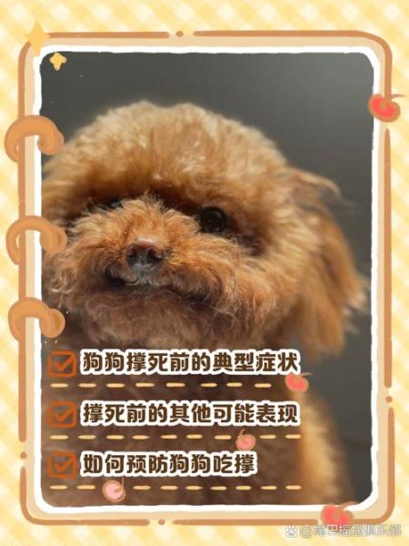 狗狗吃撑了症状,狗狗吃撑了症状老喝水-第3张图片 狗狗吃撑了症状,狗狗吃撑了症状老喝水-第3张图片
