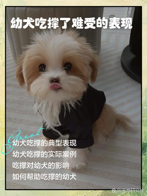 狗狗吃撑了症状,狗狗吃撑了症状老喝水-第5张图片 狗狗吃撑了症状,狗狗吃撑了症状老喝水-第5张图片