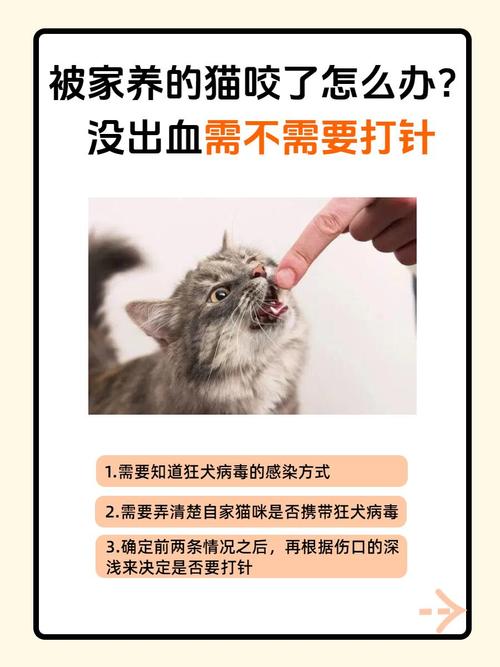 被猫咬破皮了需要打针吗,被猫咬破皮怎么办有必要打针-第8张图片 被猫咬破皮了需要打针吗,被猫咬破皮怎么办有必要打针-第8张图片