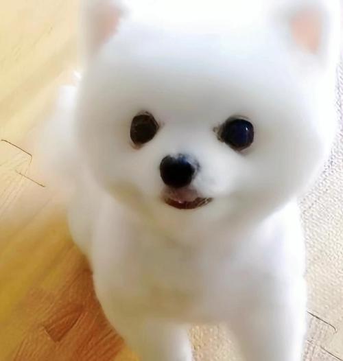 100种短毛犬/短毛犬的特点-第7张图片 100种短毛犬/短毛犬的特点-第7张图片