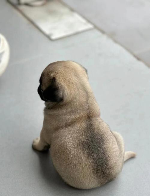 100种短毛犬/短毛犬的特点-第8张图片 100种短毛犬/短毛犬的特点-第8张图片