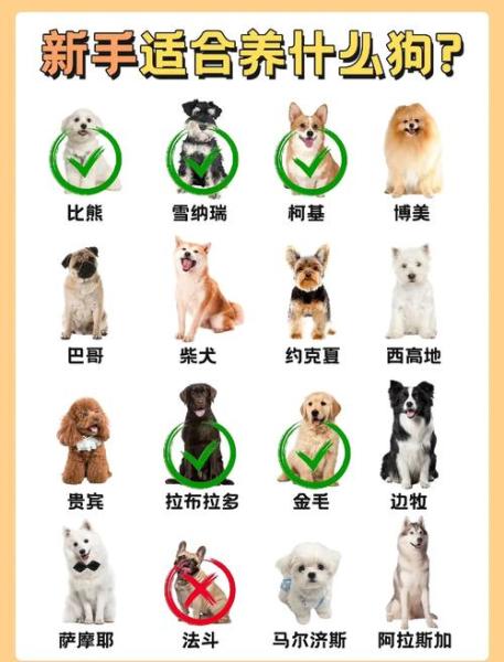 100种短毛犬/短毛犬的特点-第9张图片 100种短毛犬/短毛犬的特点-第9张图片