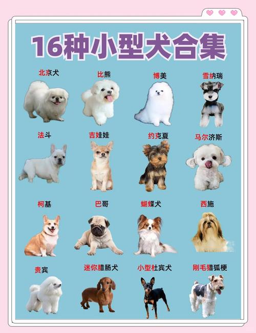 短毛犬小型犬有哪些-短毛小型犬都有什么品种