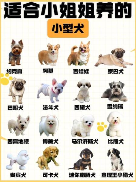 短毛犬小型犬有哪些-短毛小型犬都有什么品种-第2张图片 短毛犬小型犬有哪些-短毛小型犬都有什么品种-第2张图片