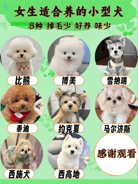 短毛犬小型犬有哪些-短毛小型犬都有什么品种-第3张图片 短毛犬小型犬有哪些-短毛小型犬都有什么品种-第3张图片