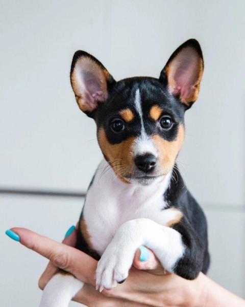 短毛犬小型犬有哪些-短毛小型犬都有什么品种-第4张图片 短毛犬小型犬有哪些-短毛小型犬都有什么品种-第4张图片