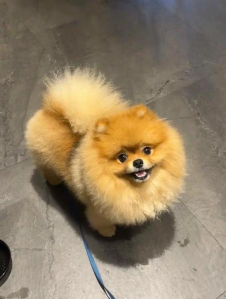 短毛犬小型犬有哪些-短毛小型犬都有什么品种-第5张图片 短毛犬小型犬有哪些-短毛小型犬都有什么品种-第5张图片