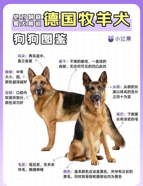 解析“牧羊犬”你不知道的事