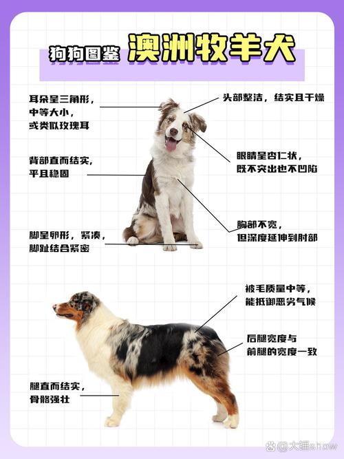 解析“牧羊犬”你不知道的事-第2张图片 解析“牧羊犬”你不知道的事-第2张图片