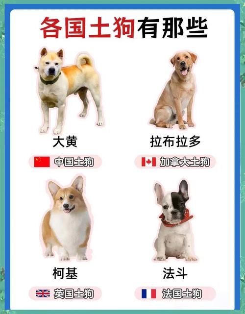 解析“牧羊犬”你不知道的事-第4张图片 解析“牧羊犬”你不知道的事-第4张图片