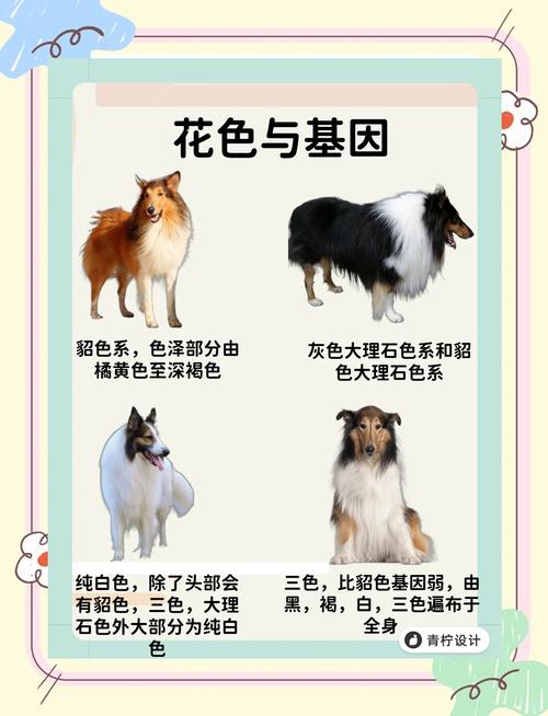 解析“牧羊犬”你不知道的事-第6张图片 解析“牧羊犬”你不知道的事-第6张图片
