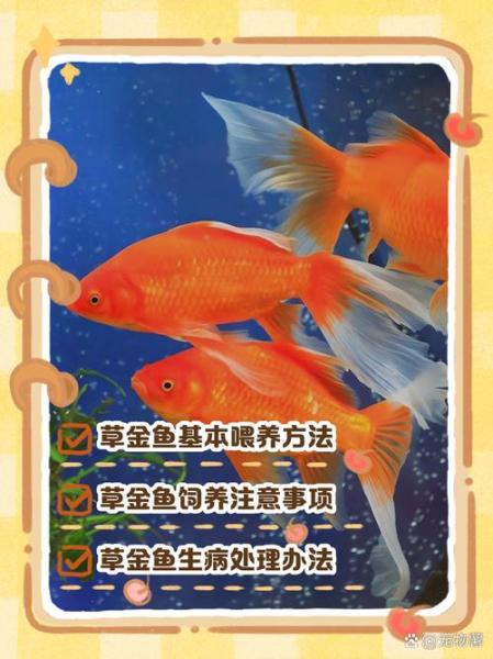 草金鱼多久喂一次/草金鱼招财还是破财-第4张图片 草金鱼多久喂一次/草金鱼招财还是破财-第4张图片