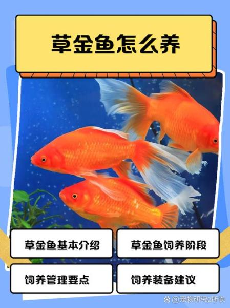 草金鱼多久喂一次/草金鱼招财还是破财-第5张图片 草金鱼多久喂一次/草金鱼招财还是破财-第5张图片