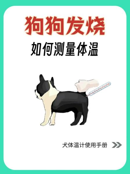给狗狗量体温怎么量-给狗狗量体温怎么量?-第2张图片 给狗狗量体温怎么量-给狗狗量体温怎么量?-第2张图片