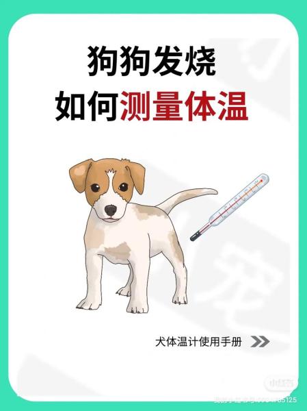 给狗狗量体温怎么量-给狗狗量体温怎么量?-第8张图片 给狗狗量体温怎么量-给狗狗量体温怎么量?-第8张图片