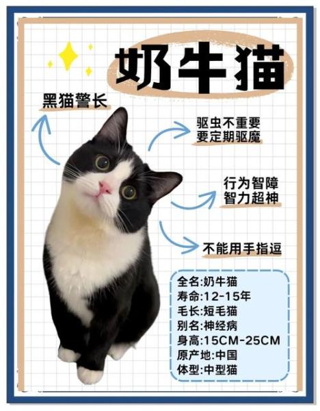 奶牛猫性格,奶牛猫性格咋样-第1张图片 奶牛猫性格,奶牛猫性格咋样-第1张图片