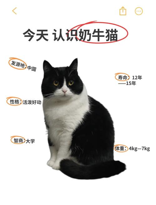 奶牛猫性格,奶牛猫性格咋样-第3张图片 奶牛猫性格,奶牛猫性格咋样-第3张图片