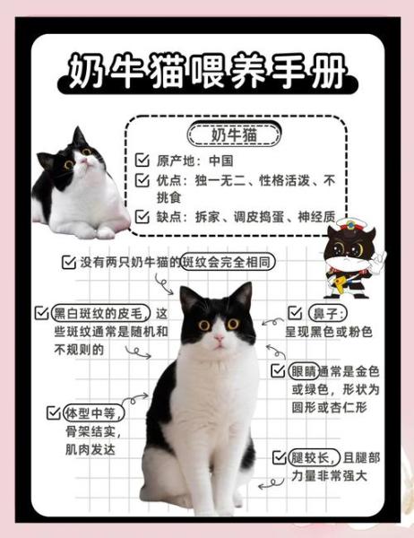 奶牛猫性格,奶牛猫性格咋样-第7张图片 奶牛猫性格,奶牛猫性格咋样-第7张图片