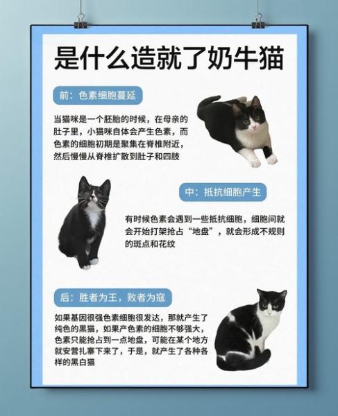 奶牛猫性格,奶牛猫性格咋样-第8张图片 奶牛猫性格,奶牛猫性格咋样-第8张图片