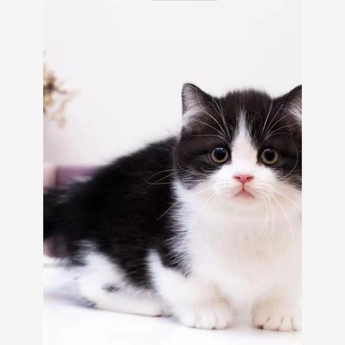 奶牛猫性格,奶牛猫性格咋样-第10张图片 奶牛猫性格,奶牛猫性格咋样-第10张图片