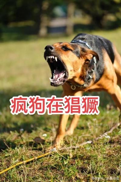疯狂的狗-疯狂的狗的图片-第7张图片 疯狂的狗-疯狂的狗的图片-第7张图片